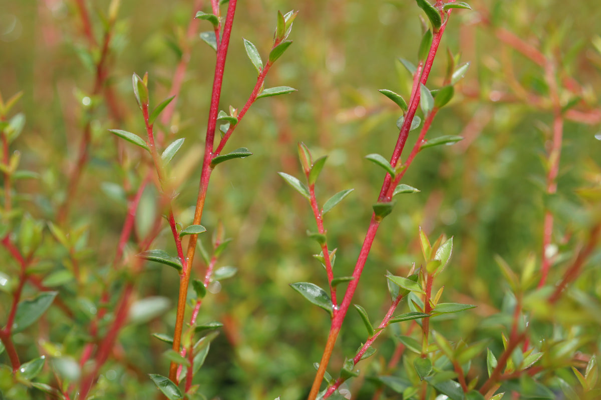 Tea-Tree Leptospermum scoparium – TAZ WILD FOODS