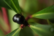 Tasmanian Mountain Pepper Tasmannia lanceolata