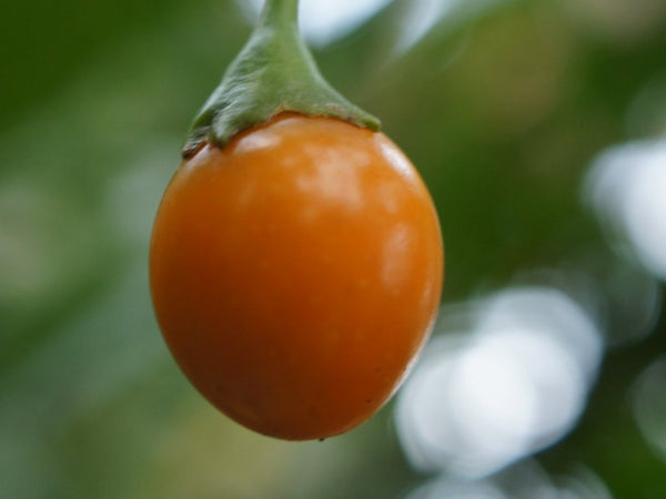 Tasmanian Bush Tomato